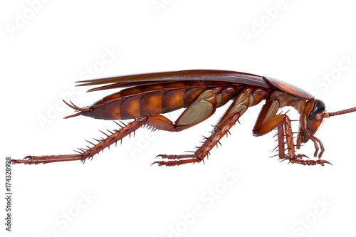 Cockroach bug american brown and orange beetle, side view Tableau sur Toile