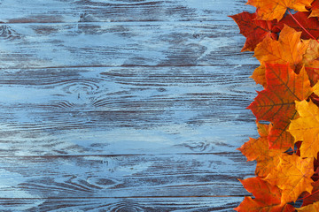 Canvas Print - Autumn maple leaf on blue wooden table. Fall background with copy space