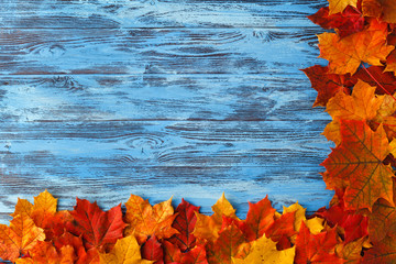 Canvas Print - Frame from maple leaves on blue wooden background