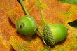 Green acorns and yellow oak leaves, closeup