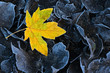 © Rob Sylvan/Stocksy - Golden Frosty Leaf