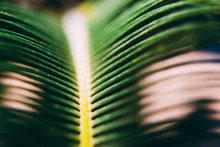 Close Up Of A Green Palm Tree Leaf