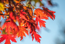 Horizontal Photo Of Red, Gold, And Orange Autumn Leaves On A Tree Against A Light Blue Sky Background