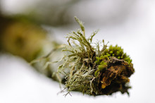 Lichen And Moss Growing On The End Of A Branch