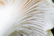 © Stephen - White gills on the underneath of a russula mushroom