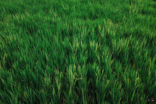 Green Rice Field In Bali, Indonesia