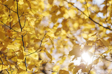 Yellow Leaves Lit From Behind By The Sun. Autumn Background