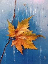 A Big Leaf In Autumn Colors Against A Cracked Blue Background