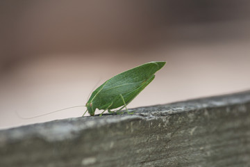 green leafy bug II