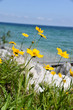 Yellow flowers Mackinac Island