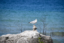 Zen Seagull
