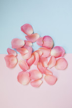 Pink Petals On A Pastel Background