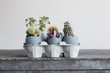 © Alberto Bogo/Stocksy - Different cacti growing in cracked eggs