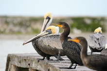 Pelicans Sitting On A Wooden Pier