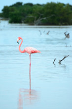 Pink Flamingo And It's Pale Reflection In Waters Of Mangrove Forest