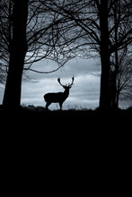 Silhouette Of A Beautiful Deer In Winter
