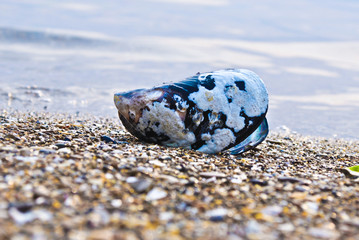 A shell on the background of the sea. Oyster. Mussel.