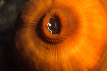 Macro Picture Of Anemone In Pacific Northwest Ocean. Picture Taken In Porteau Cove, British Columbia, Canada.