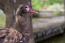 Side View Of Female Spur-winged Goose.