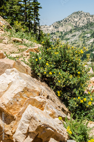 Fotografia, Obraz Yellow Flowered Potentilla Growing Between Large Rocks on a Mountain in Utah