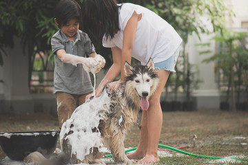 Poster - children wash siberian huskydog on summer day