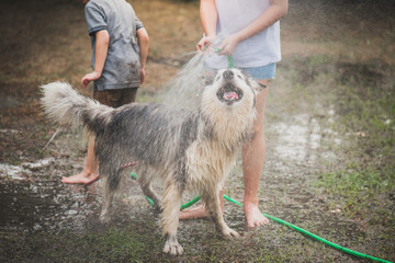 Poster - children wash siberian huskydog on summer day