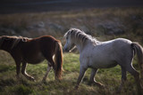 Fototapeta Konie - prancing white and brown pony 