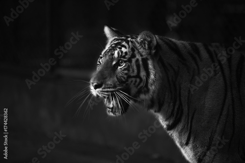 Fotografia tiger intimate stare