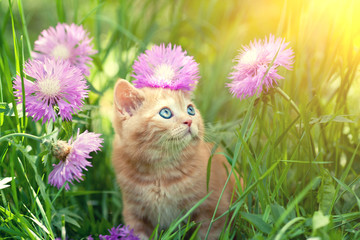  Cute little red kitten walks on the floral lawn