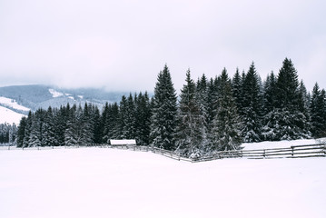 Winter green tree covered with snow.