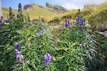 Aconitum napellus