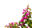 Blooming bougainvillea isolated on white background