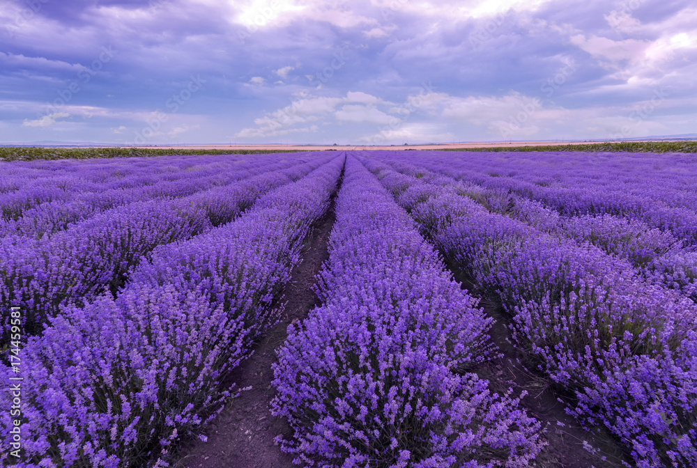 Sunset at lavender field. Rows of blooming lavender. - obrazy, fototapety, plakaty 