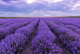 Fototapeta Lawenda - Sunset at lavender field. Rows of blooming lavender.
