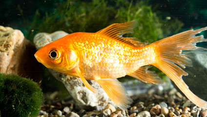 goldfish floating in an aquarium at home