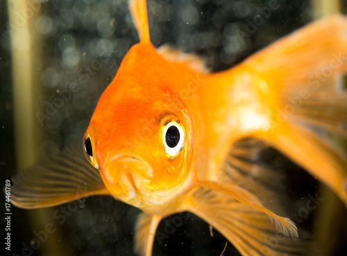 Plakat złota rybka pływające w akwarium w domu