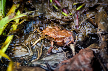 Young European common toad hiding in wet dirt with a fly and earthworms around