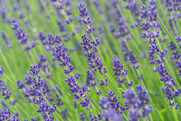 Wall Mural - beautiful lavender field with shallow depth of field