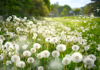 Poster - Lot of dandelions close-up on nature in spring against backdrop of summer lawn field and blue sky. The wind blows away seeds of dandelions on nature.