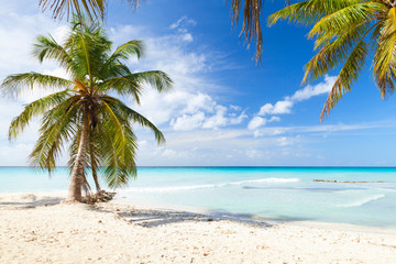 Wall Mural - Coconut palm trees grow on white sandy beach