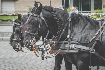 two black horses pulling cariage closeup