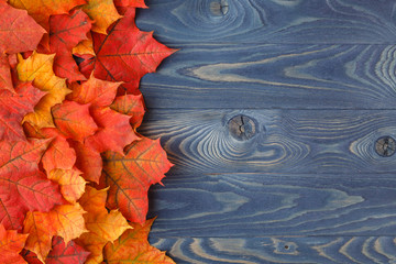 Wall Mural - fall background frame with maple leaves on blue