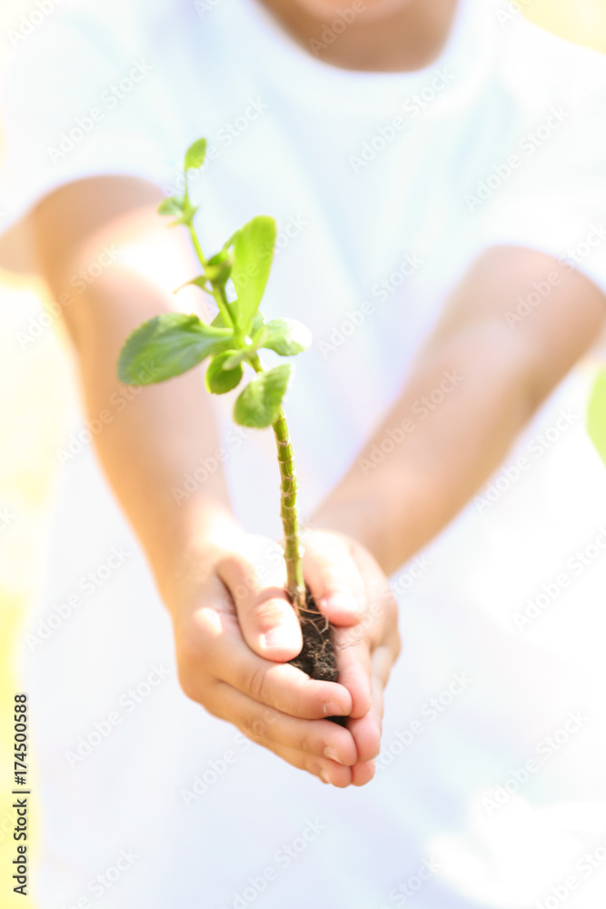 Cute boy holding green plant, close up