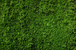 Moss green on the wall surface. Space for text on right