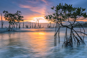 Dead mangrove tree along Kelanang Beach during sunset