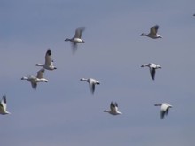 Geese In Flight1