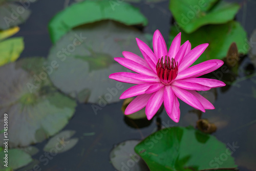 Pink lotus flower
