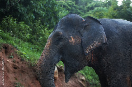 Zdjęcie XXL Tajlandia słoń i potomstwo małpie serie