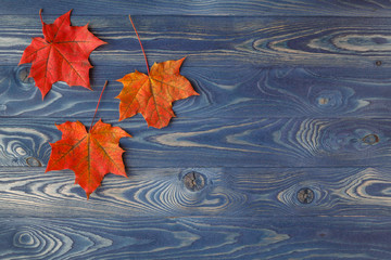 Wall Mural - Fall background frame with maple leaves on blue