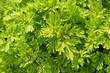 Artemisia green decorative plant background